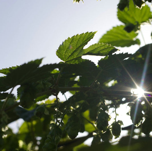 Why Soy Wax Candles Are Better for You and the Planet